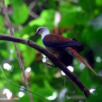 Uncal Besar