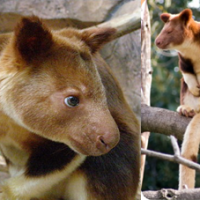 Kanguru Pohon Wondiwoi/Wondiwoi Tree-kangaroo