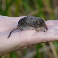 Tikus Mondok
