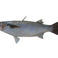 Belanak, Beulaneuk (Aceh)