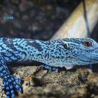Biawak Pohon Biru