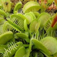 venus fly trap