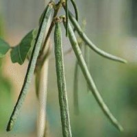 kacang uci