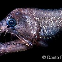 Monster laut (Viperfish)