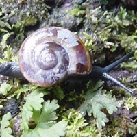 vitrinodyakia viridis (photo schilthuizen)