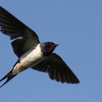 Burung Walet dan Sarangnya