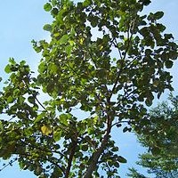 Pohon Waru