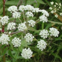 Water Hemlock