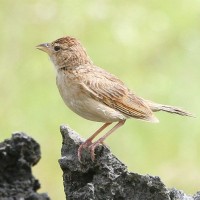 Branjangan Jawa timorensis / Singing Bush-lark
