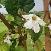 Chilean Jasmine