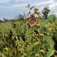kupu-kupu ITERA yang sangat mempesona