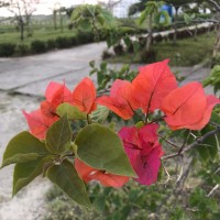 Selain cantik, manfaat bunga kertas ini dapat menyerap polusi udara tingkat tinggi (Bougainvillea spectabilis willd)