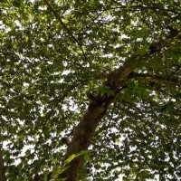 Pohon Ceri Peneduh Jalan ITERA