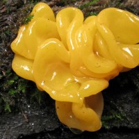 Witches Butter