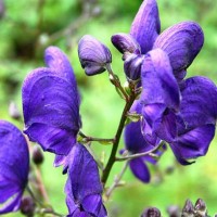 Wolfsbane