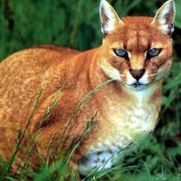 Kucing merah kalimantan atau kucing borneo