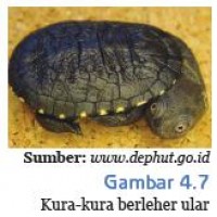 Kura-kura berleher ular