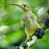 Pijantung Telinga Kuning