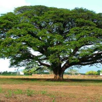 Trembesi