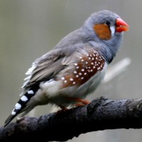 Zebra finch