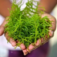 Kandungan Rumput Laut
