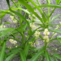 bunga zodia